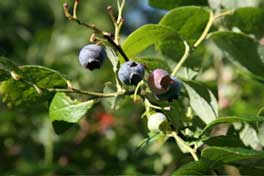 Blueberries